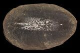 Pecopteris Fern Fossil (Pos/Neg) - Mazon Creek #87718-2